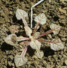 Eriogonum baileyi Shoot